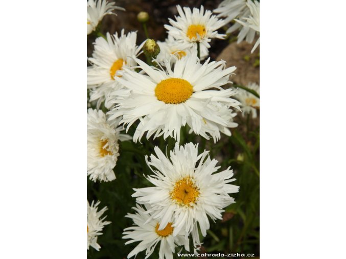 Leucanthemum x superbum 'Snowdrift' - kopretina