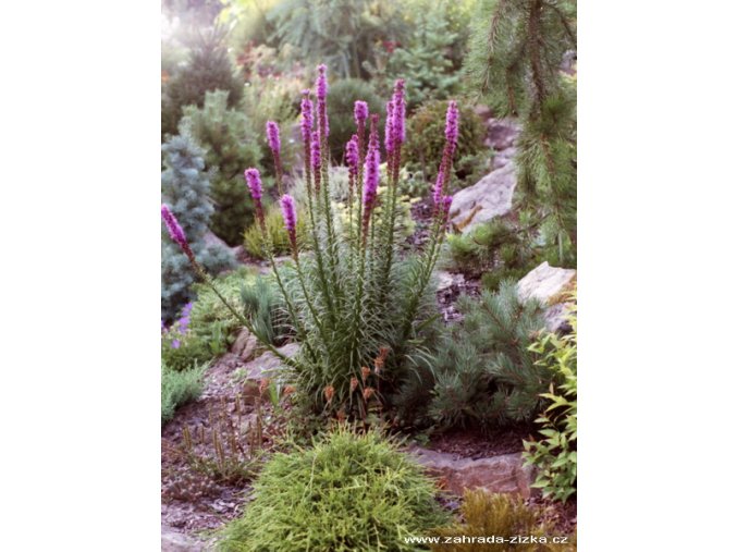 Liatris spicata 'Floristan Violet' - šuškarda