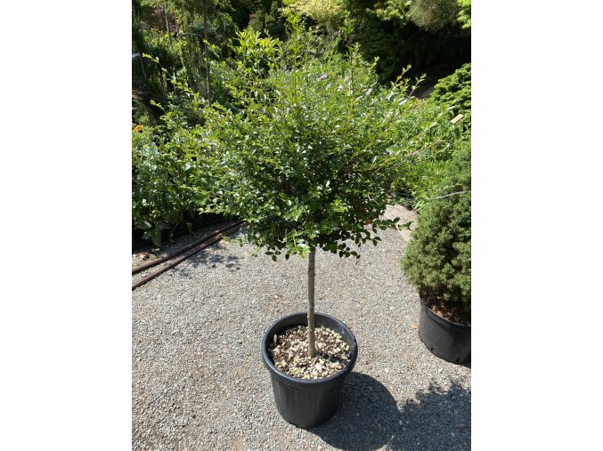 Ligustrum jonandrum kmínek - Ptačí zob jonandrum