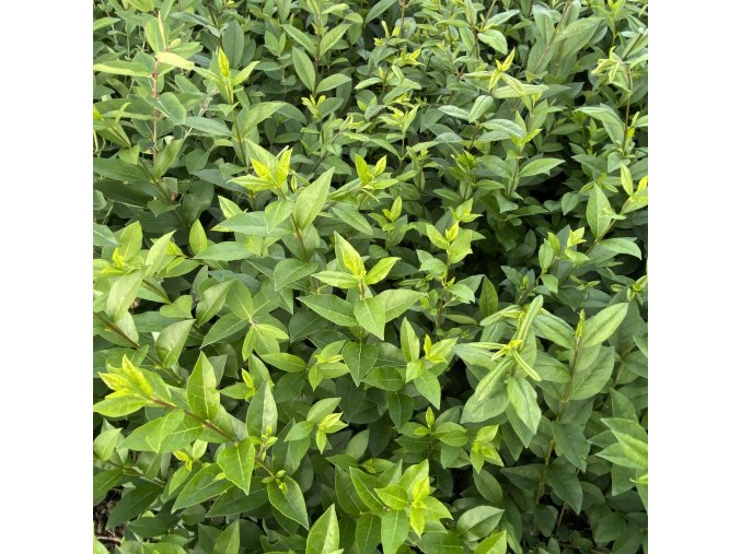 Ligustrum ovalifolium - ptačí zob obecný