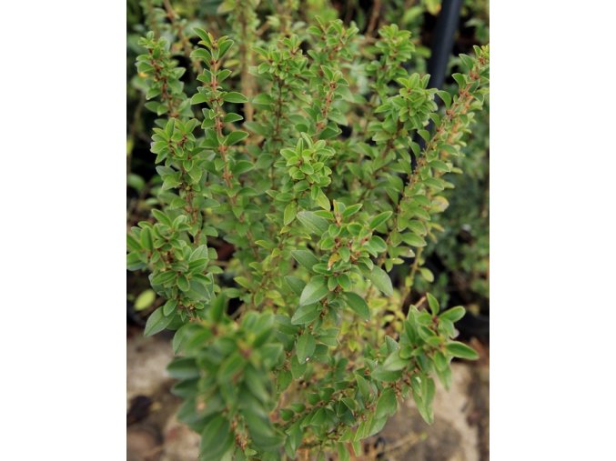 Ligustrum sinense 'Wisbith' - ptačí zob čínský