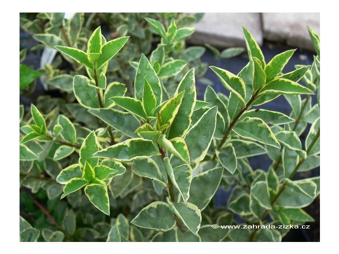 Ligustrum vulgare 'Argenteovariegatum' - ptačí zob