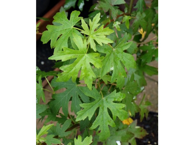 Liquidambar orientalis - ambroň východní