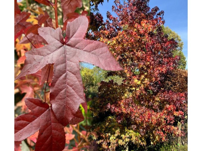 Liquidambar styraciflua - ambroň západní