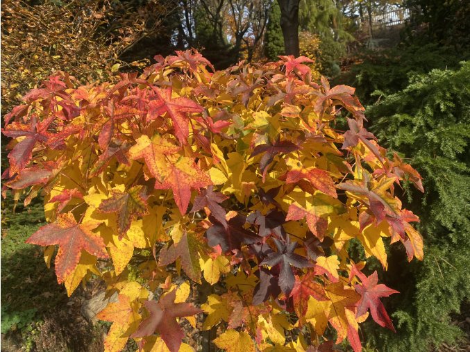 Liquidambar styraciflua 'Gum Ball' - ambroň západní