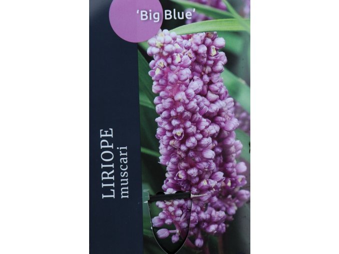 Liriope muscari 'Big Blue' - liriope