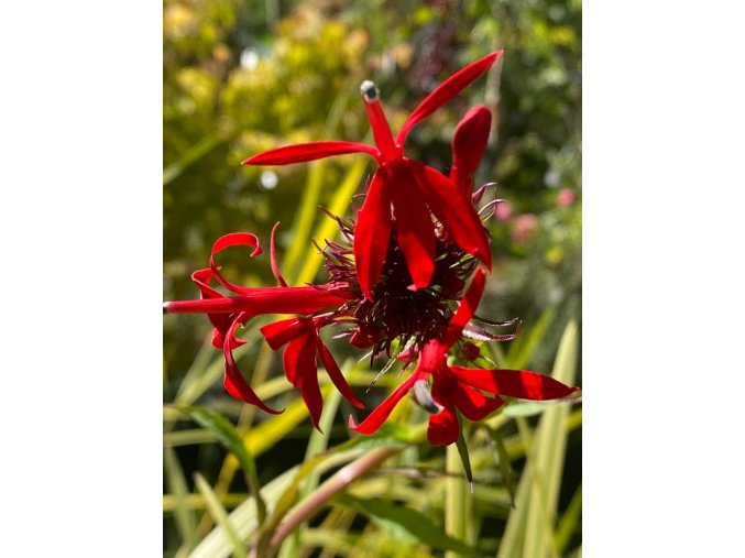 Lobelia cardinalis 'Rot' - lobelka šarlatová