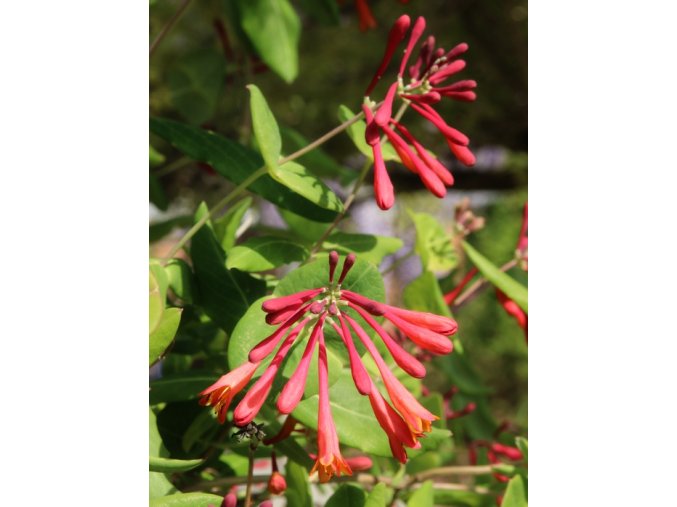 Lonicera brownii (x) 'Dropmore Scarlet' - zimolez brownův