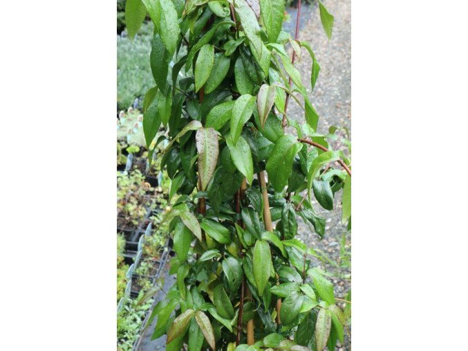 Lonicera henryi 'Copper Beauty' - zimolez Henryův