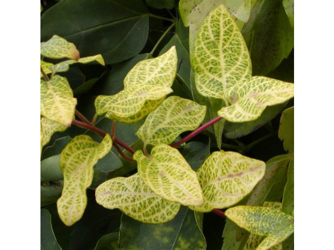 Lonicera japonica 'Aureoreticulata' - zimolez japonský