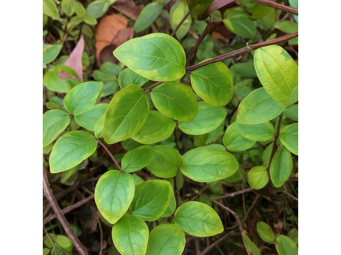 Lonicera Kogel Mogel