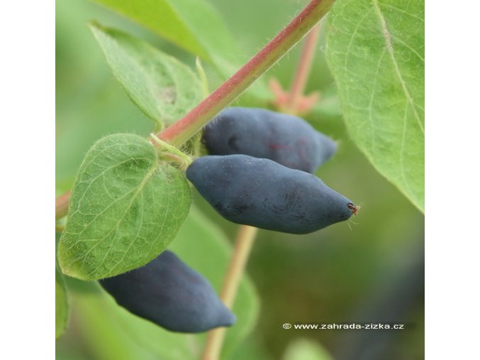 Lonicera kamtschatica 'Altaj'® - zimolez kamčatský