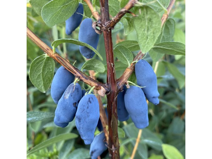 Lonicera kamtschatica 'Aurora' - zimolez kamčatský