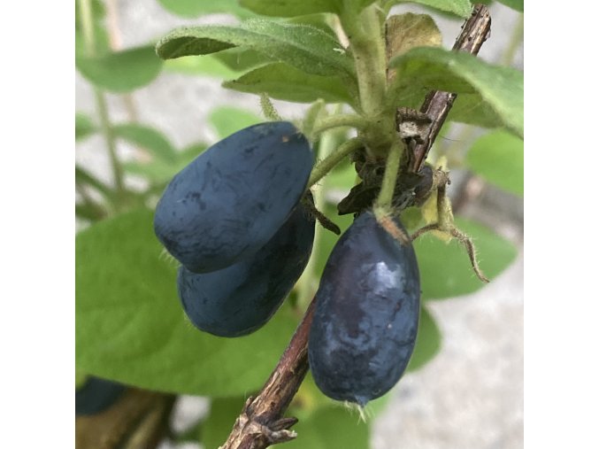 Lonicera kamtschatica 'Duet' - zimolez kamčatský