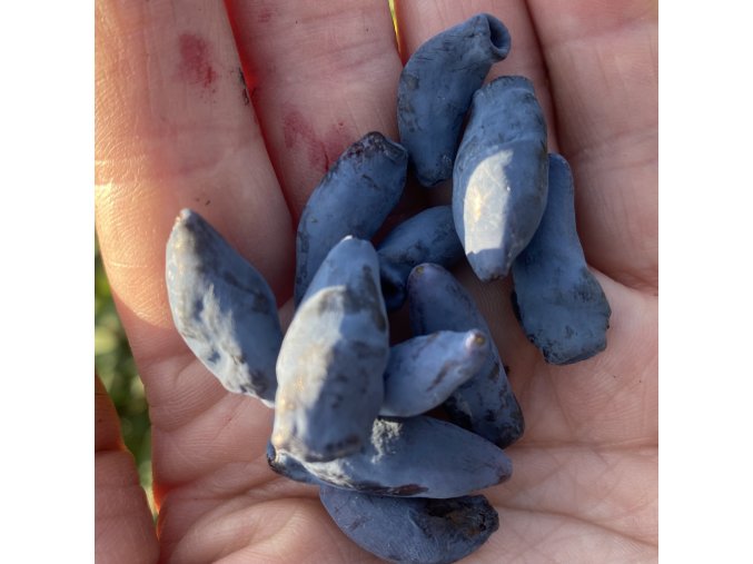 Lonicera kamtschatica 'Eisbar' - zimoléz kamčatský