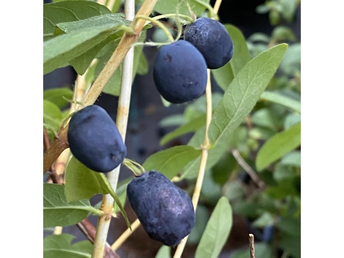 Lonicera kamtschatica 'Indigo Gem' - zimolez kamčatský