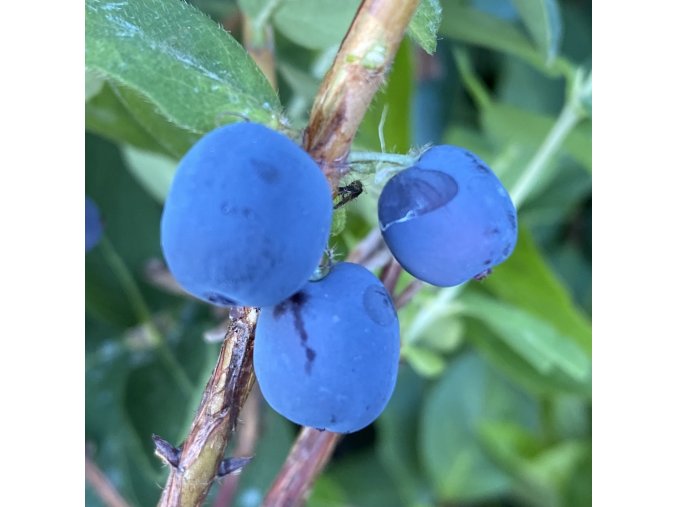Lonicera kamtschatica 'Průhonický letní' - zimoléz kamčatský