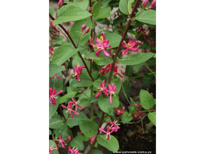 Lonicera korolkowii var. zabelii - zimolez Korolkovův