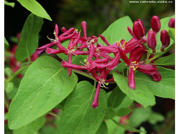 Lonicera tatarica 'Hacks Red' - zimoléz tatarský