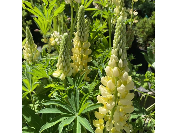 Lupinus 'Nanus Russell Gallery Gelb' - lupina / vlčí bob vytrvalý