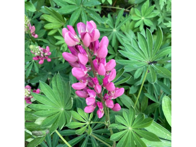 Lupinus 'Nanus Russell Gallery Rot' - lupina (vlčí bob mnohokvětý)