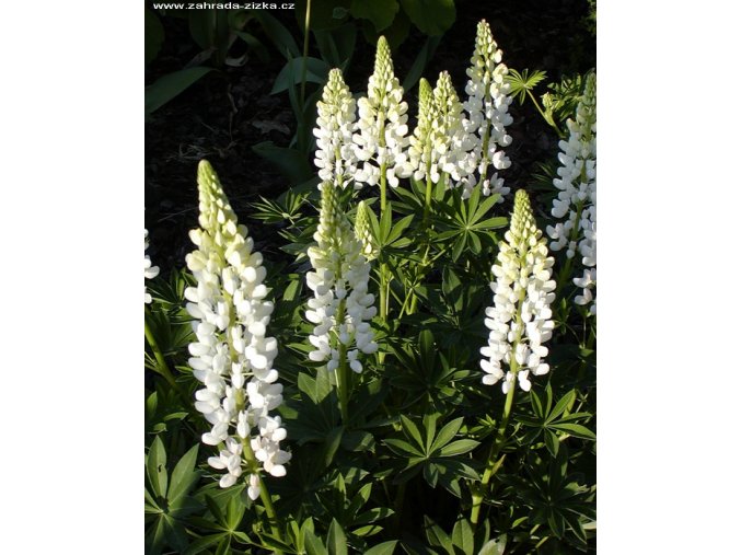 Lupinus 'Nanus Russell Gallery Weiss' - lupina (vlčí bob mnohokvětý)