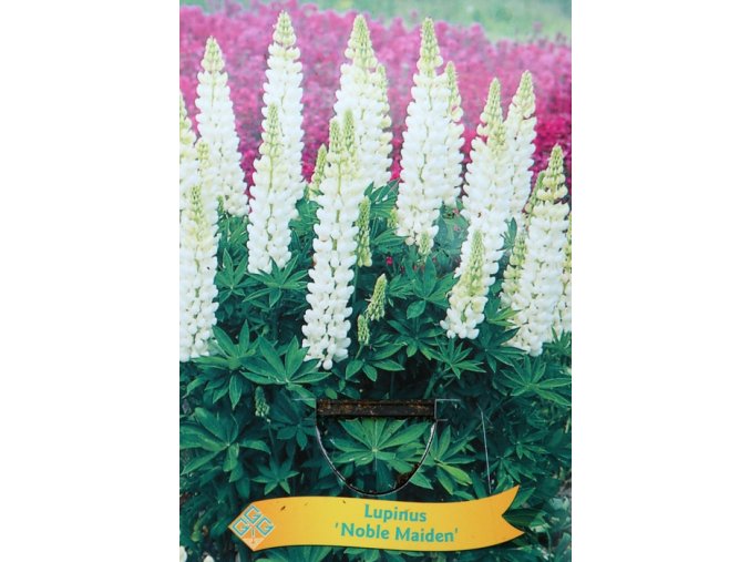 Lupinus 'Noble Maiden' - (vlčí bob mnohokvětý)