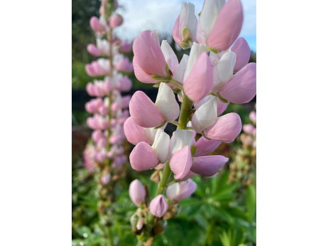 Lupinus 'Pink Shades' - lupina
