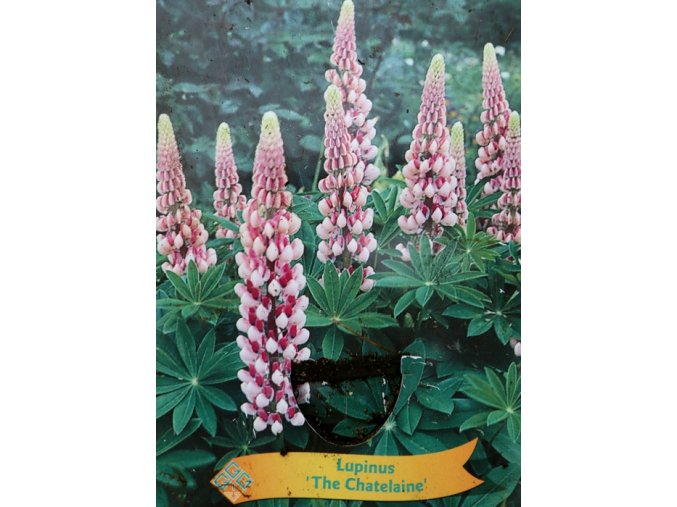 Lupinus 'The Chatelaine' - (vlčí bob mnohokvětý)