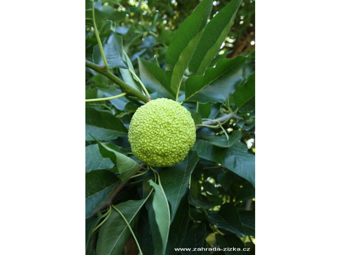 Maclura pomifera 'Pretty Woman' - maklura oranžová
