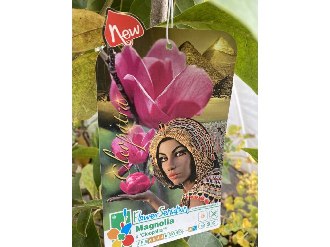 Magnolia 'Cleopatra' - magnólie/ šácholan