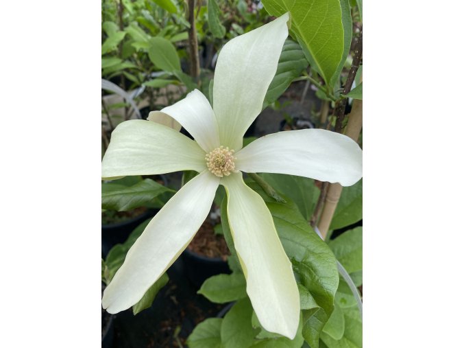 Magnolia 'Golden Endeavour' - magnólie / šácholan