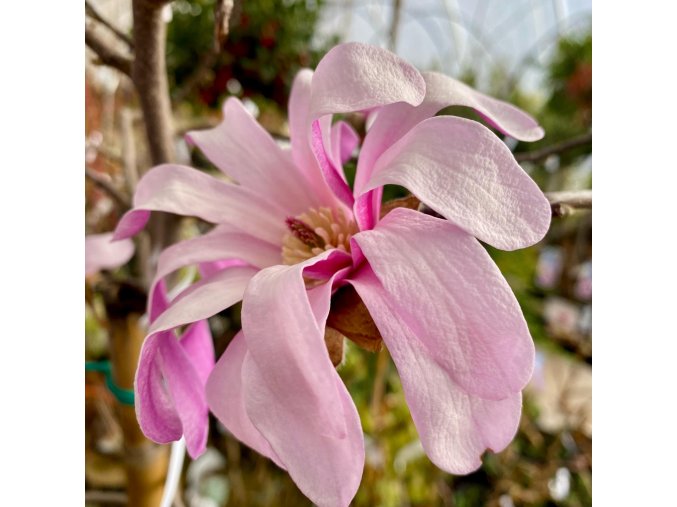 Magnolia loebneri 'Léonard Messel' - šácholan Loebnerův