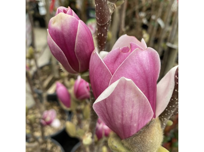 Magnolia 'March Till Frost' - magnólie / šácholan