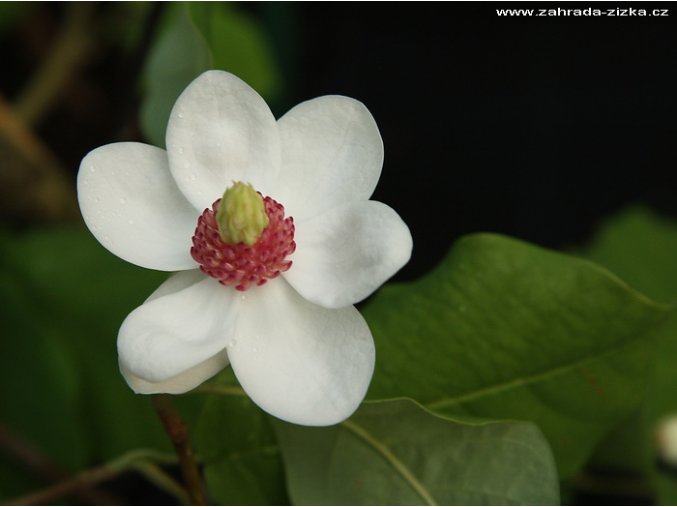 Magnolia sieboldii - magnólie / šácholan Sieboldův
