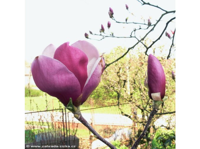 Magnolia soulangeana 'Lennei' - magnólie / šácholan