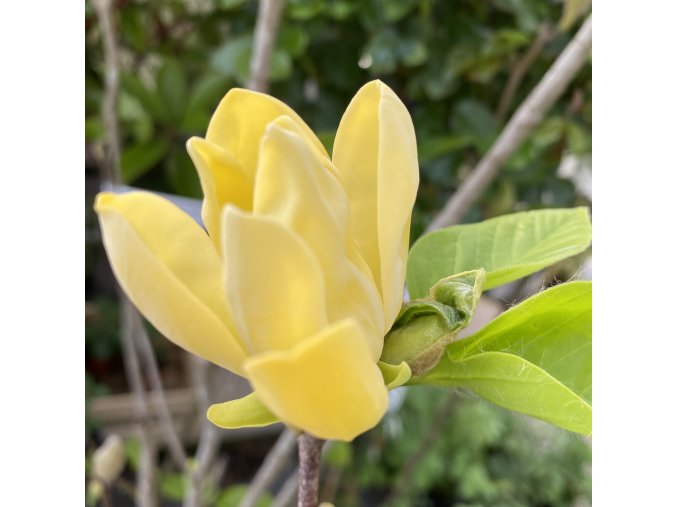 Magnolia x brooklynensis 'HATTIE CARTHAN' - magnólie / šácholan