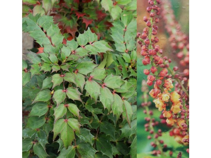 Mahonia nitens 'Cabaret' - mahónie