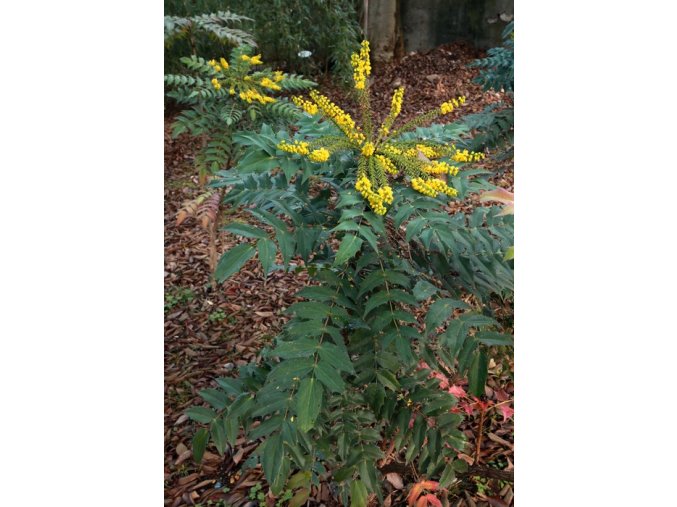 Mahonia x media 'Winter Sun' - mahónie prostřední