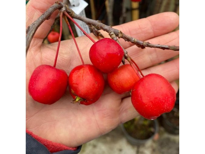 Malus 'Baier' - jabloň okrasná převislá