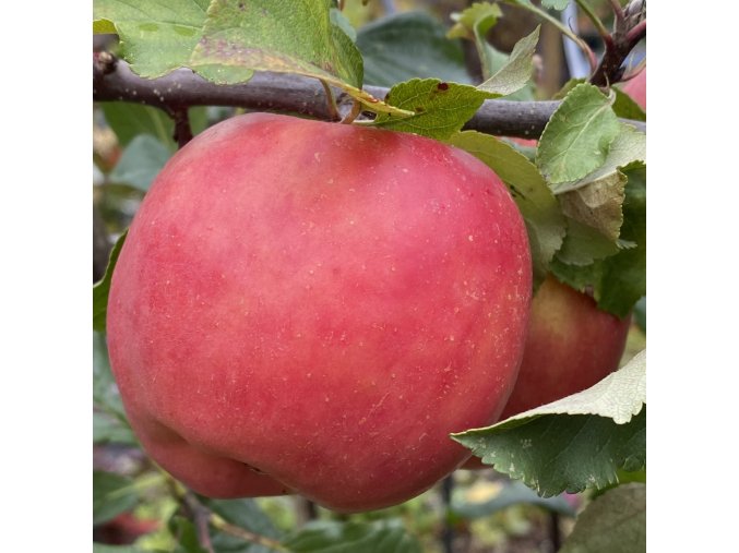 Malus domestica 'Aneta' - jabloň raně zimní