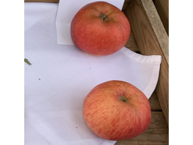 Malus domestica 'Blaník' - jabloň zimní