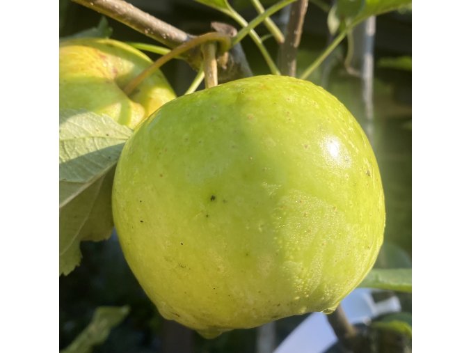 Malus domestica 'Bohemia Gold' - jabloň zimní