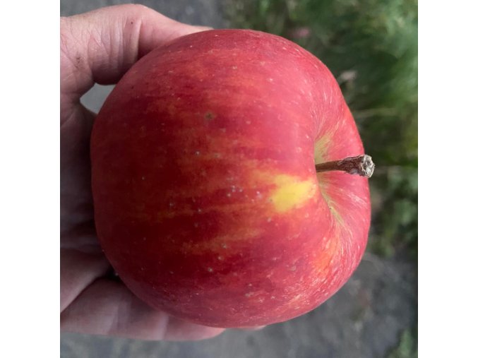 Malus domestica 'Bohemia Red' - jabloň podzimní