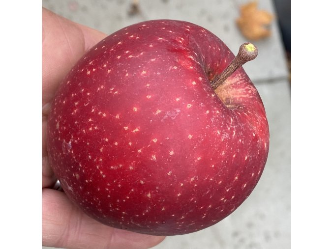 Malus domestica 'Elstar' - jabloň zimní
