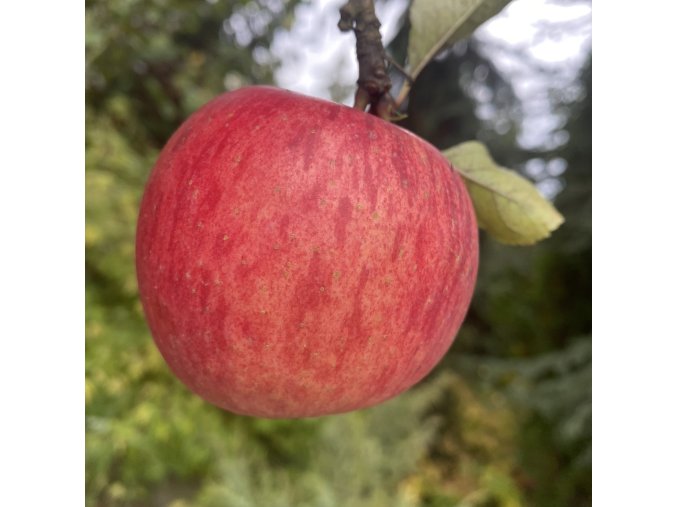 Malus domestica 'Jarka' - jabloň zimní