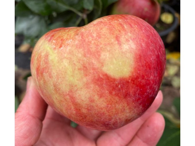 Malus domestica 'Pidi' - jabloň podzimní SLOUPOVITÁ