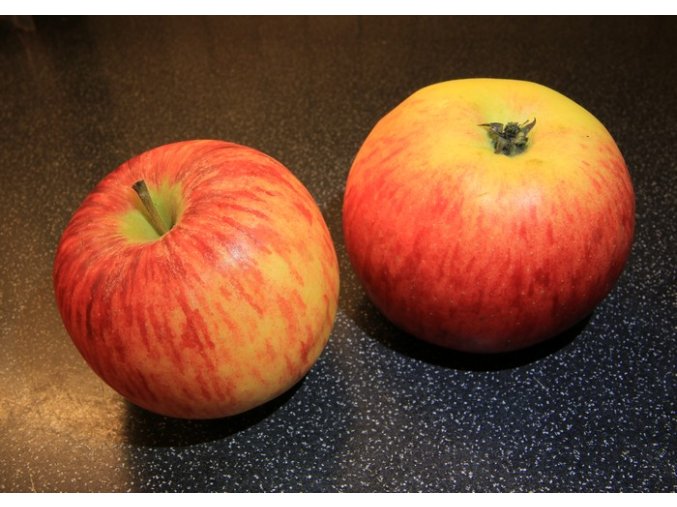 Malus domestica 'RUBINOLA' - jabloň ZIMNÍ