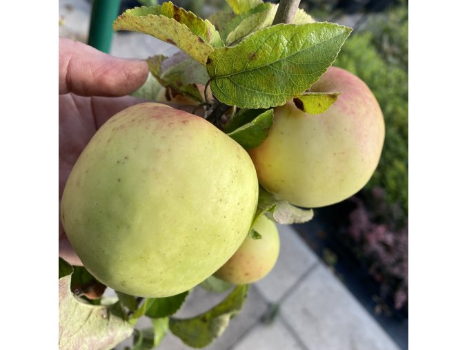 Malus domestica 'Řechtáč soudkovitý' - jabloň podzimní