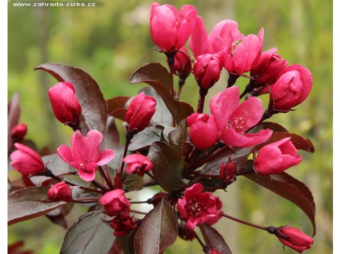 Malus 'Nicoline' - jabloň okrasná